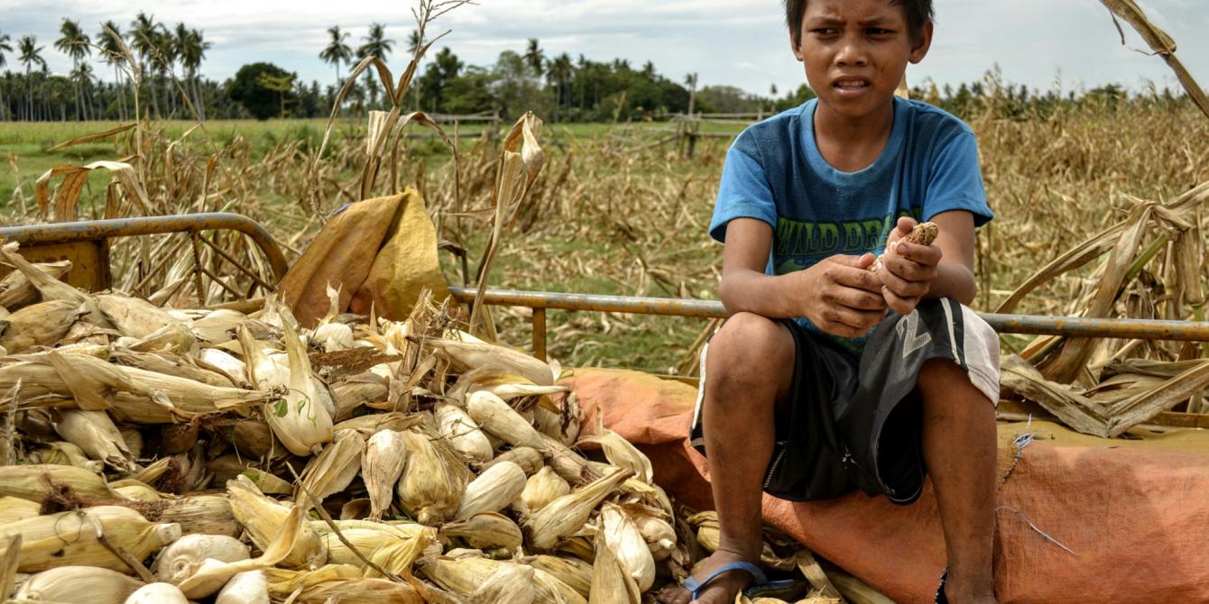 Corn harvest destroyed by drought in Mamasapano, Maguindanao (Photo by Rhea Catada/Oxfam)